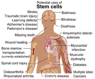 Potential uses of Stem Cells